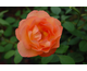 Rosa Lady Emma Hamilton