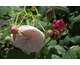 Rosa Lady Salisbury