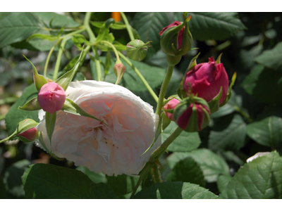 Rosa