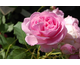 Rosa Maid Marion