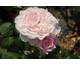 Rosa Miss Alice