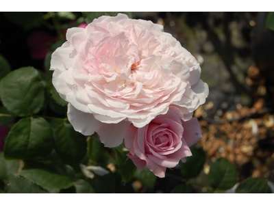 Rosa