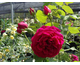 Rosa Tess of The D'Urbervilles