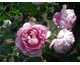 Rosa The Ingenious Mrs Fairchild