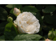 Rosa Winchester Cathedral
