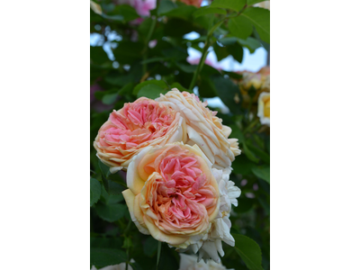 Rosa