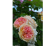 Rosa Alchymist