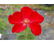 Rosa Altissimo