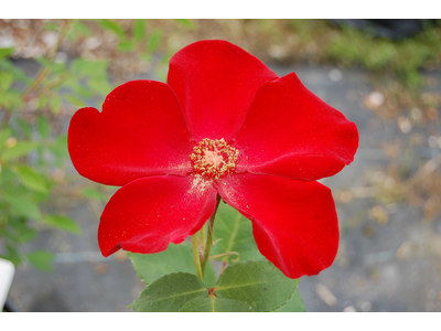 Rosa