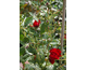 Rosa Belkanto