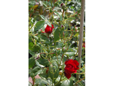 Rosa