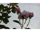Rosa Blue Lady Gpt