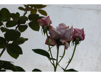 Rosa