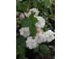 Rosa Blush Noisette