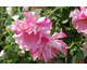 Rosa Chaplin's Pink