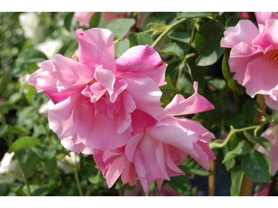 Rosa