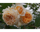 Rosa Crown Princess Margareta