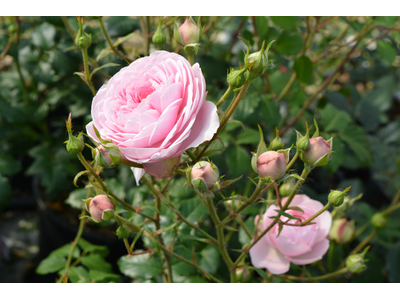 Rosa
