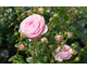 Rosa Cupcake