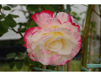 Rosa