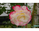 Rosa Double Delight Gpt