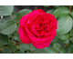 Rosa Eric Tabarly (Red Eden Rose)