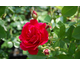 Rosa Flammentanz