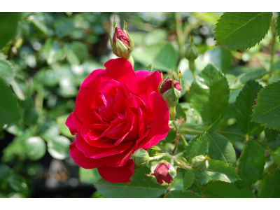 Rosa