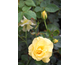 Rosa Gardeners Glory
