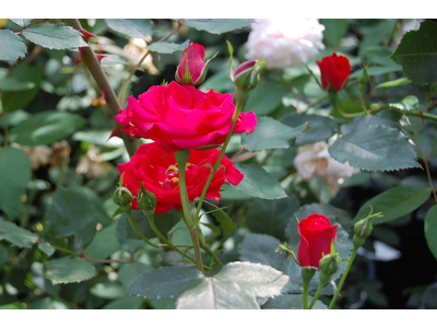 Rosa