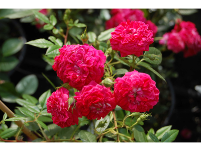 Rosa