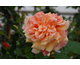 Rosa Kordes' Rose Aloha