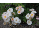 Rosa Little Rambler