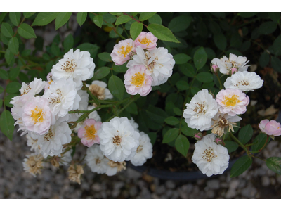 Rosa