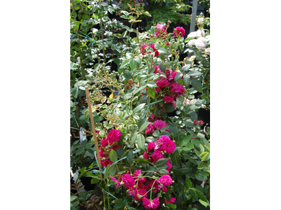 Rosa