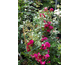 Rosa Lola
