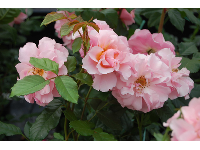 Rosa