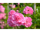Rosa Minnehaha