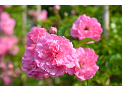 Rosa