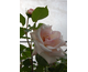 Rosa Mme Butterfly clg