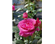 Rosa Naomi Renaissance
