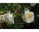 Rosa Perpetually Yours