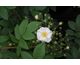 Rosa Rambling Rector