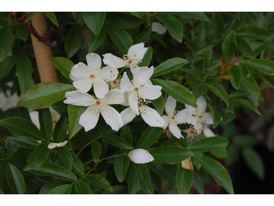 Rosa banksiae var. normalis