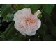 Rosa Rose de Tolbiac
