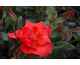 Rosa Scarlet Tower