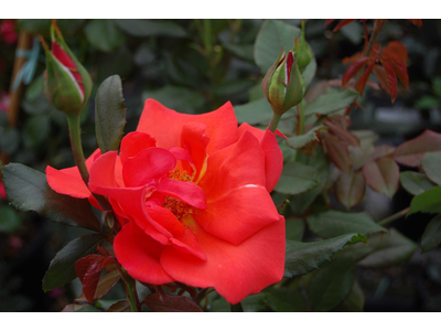 Rosa