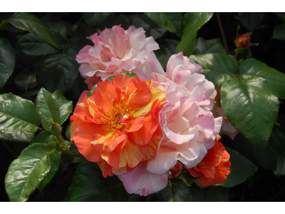 Rosa