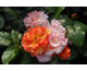 Rosa Sorbet Fruité