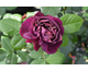 Rosa Souvenir du Doctor Jamain
